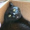 bblackcatt